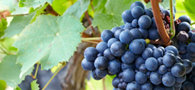 Domaine de Gry-Sablon - The Culture of the Vine